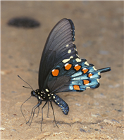 Pipevine Swallowtail (Battus philenor). June 23, Bibb Co., AL.