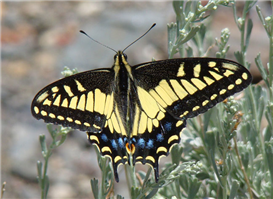 Anise Swallowtail (Papilio zelicaon). June 27, Tulare Co., CA. 