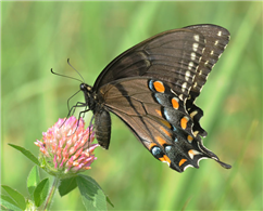 A female Eastern Tiger Swallowtail (Papilio glaucus) nectaring at Red Clover. Aug. 11, Hunterdon Co., NJ. 