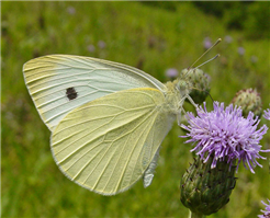 A male Cabbage White (Pieris rapae) nectaring at Canada Thistle, Sussex Co., NJ. 