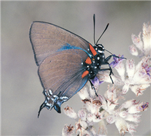 A male Great Purple Hairstreak (Atlides halesus). Imperial Co., CA. 