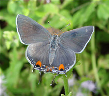 A female Gray Hairstreak (Strymon melinus), National Butterfly Center, Hidalgo Co., TX. 