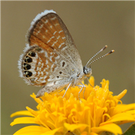 Western Pygmy-Blue (Brephidium exile). Sept. 12, National Butterfly Center, Hidalgo Co., TX.