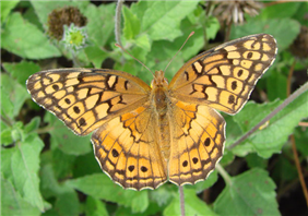 Variegated Fritillary (Euptoieta claudia). Oct. 20, National Butterfly Center, Hidalgo Co., TX.
