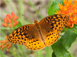 A male Great Spangled Fritillary (Speyeria cybele) on Butterfly Milkweed. June 14, Marion Co., TN