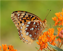 A Great Spangled Fritillary (Speyeria cybele) on Butterfly Milkweed. July 6, Westchester Co., NY