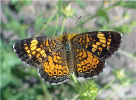 A female Pearl Crescent (Phyciodes tharos). April 2, National Butterfly Center, Hidalgo Co., TX.