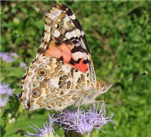 A Painted Lady (Vanessa cardui), nectaring at butterfly mistflower. Oct. 30, Hidalgo Co., TX.