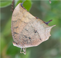 A newly emerged Tropical Leafwing (Anaea aidea). Dec 13, National Butterfly Center, Hidalgo Co., TX.