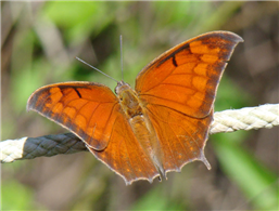 Tropical Leafwing (Anaea aidea). Oct. 27, National Butterfly Center, Hidalgo Co., TX.