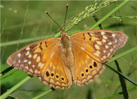 A female Tawny Emperor (Asterocampa clyton). Oct. 27, National Butterfly Center, Hidalgo Co., TX.