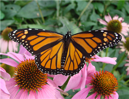 A female Monarch (Danaus plexippus) nectars at coneflowers. Oct. 25, Travis Co., TX.