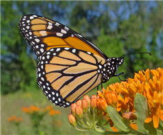 A Monarch (Danaus plexippus) nectars at Butterfly Milkweed. July 9, Westchester Co., NY.
