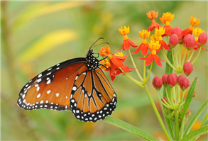 A Queen (Danaus gilippus) nectaring at Tropical Milkweed. Sept. 14, National Butterfly Center, Hidalgo Co., TX.