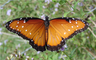A female Queen (Danaus gilippus). Oct. 23, National Butterfly Center, Hidalgo Co., TX.