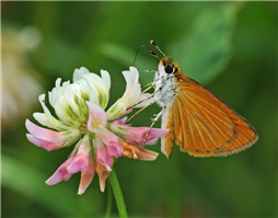 Least Skipper (Ancyloxypha numitor) nectaring at White Clover. July 6, Westchester Co., NY.