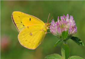 A female Orange Sulphur (Colias eurytheme) nectaring at Red Clover. Aug. 11, Hunterdon Co., NJ. 