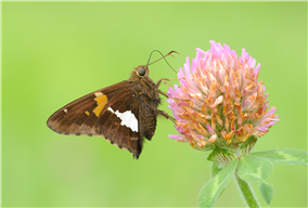 Silver-spotted Skipper (Epargyreus clarus) nectaring at Red Clover. Aug. 11, Hunterdon Co., NJ. 