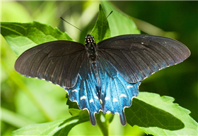 Pipevine Swallowtail (Battus philenor). June 12, Marshall Co., AL. 