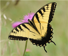 A male Eastern Tiger Swallowtail (Papilio glaucus). Aug. 11, Hunterdon Co., NJ. 