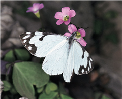 Pine White (Neophasia menapia). July 29, Greenlee Co., AZ. 