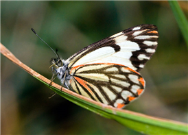 Pine White (Neophasia menapia), Modoc Co., CA. 