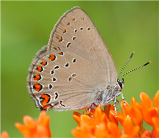 Coral Hairstreak (Satyrium titus) on Butterfly Milkweed, June 12, Marshall Co., AL. 