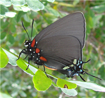 Great Purple Hairstreak female (Atlides halesus), National Butterfly Center, Hidalgo Co., TX. Photo by Jeffrey Glassberg