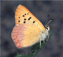 Lilac-bordered Copper (Lycaena nivalis). July 17, Okanogan Co., WA. 