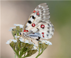 Phoebus Parnassian (Parnassius phoebus), Siskiyou Co., CA. 