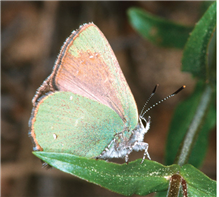 Bramble Hairstreak (Callophrys dumetorum), June 6, Custer Co., CO. 