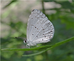 'Summer' Spring Azure (Celastrina ladon), July 9, Westchester Co., NY.