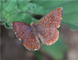 Arizona Metamark (Calephelis arizonensis).Aug. 3, Santa Cruz Co., AZ.