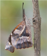 American Snout (Libytheana carinenta), July 20, Sharkey Co., MA.