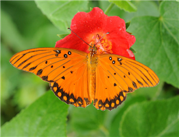 Gulf Fritillary male (Agraulis vanillae). Sept. 15, National Butterfly Center, Hidalgo Co., TX. 