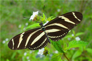 Zebra Heliconian (Heliconius charithonia). Oct 23, Hidalgo Co., TX.