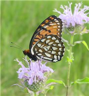 Regal Fritillary