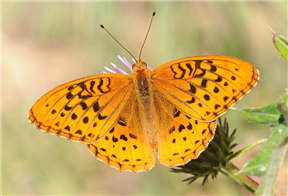 Great Spangled Fritillary (Speyeria cybele). July 31, Tuolumne Co., CA