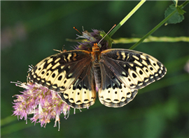 A female Great Spangled Fritillary (Speyeria cybele). July 31, Tuolumne Co., CA