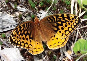 A female Great Spangled Fritillary (Speyeria cybele). June 11, Morris Co., NJ