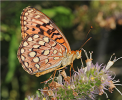 A Hydaspe Fritillary (Speyeria hydaspe). July 26, Tuolumne Co., CA.