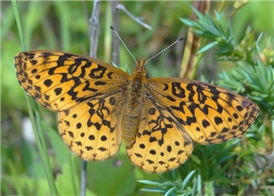 Meadow Fritillary (Boloria bellona). June 19, Warren Co., NJ.