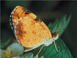 Northern Crescent (Phyciodes selenis). June 12, Coos Co., NH