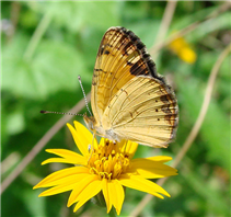 Pearl Crescent (Phyciodes tharos). May 27, National Butterfly Center, Hidalgo Co., TX.