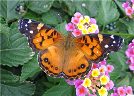 American Lady (Vanessa virginiensis). Sept 9, Cochise Co., AZ