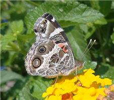 American Lady (Vanessa virginiensis). April 1, National Butterfly Center, Hidalgo Co., TX.