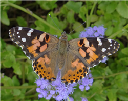 Painted Lady (Vanessa cardui) on Betony Mistflower. Mar 30, National Butterfly Center, Hidalgo Co., TX.