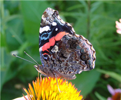 A Red Admiral (Vanessa atalanta) nectaring at a coneflower. July 4, Columbia Co., NY.