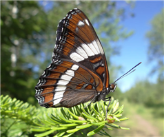 White Admiral (Limenitis arthemis arthemis).  June 25, Cook Co., MN.