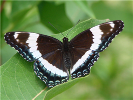 White Admiral (Limenitis arthemis arthemis), July 5, Greene Co., NY.